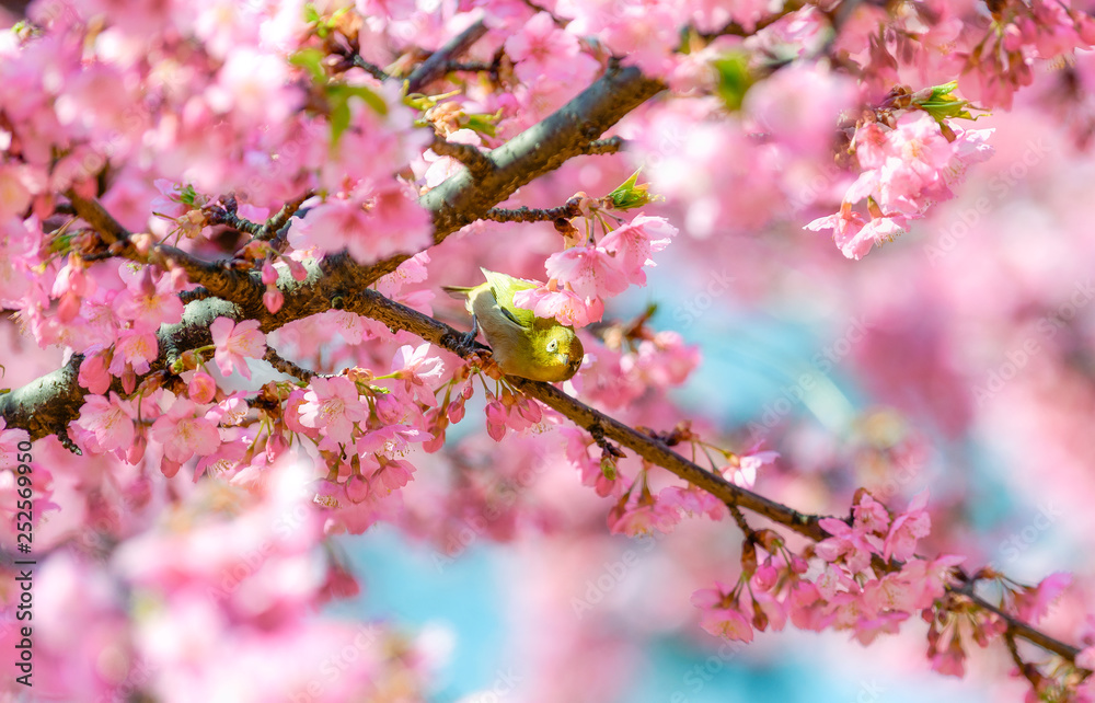 満開の河津桜とメジロ 満開の河津桜とメジロ