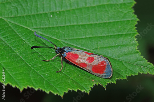 31.05.2018 DE, RLP, Niederzissen, Bausenberg Beilfleck-Widderchen Zygaena loti ([DENIS & SCHIFFERMšLLER], 1775) photo