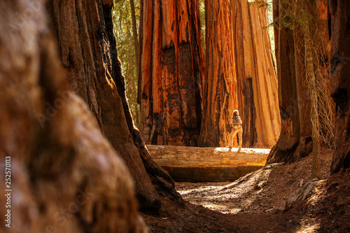 Hiker in Sequoia national park in California, USA