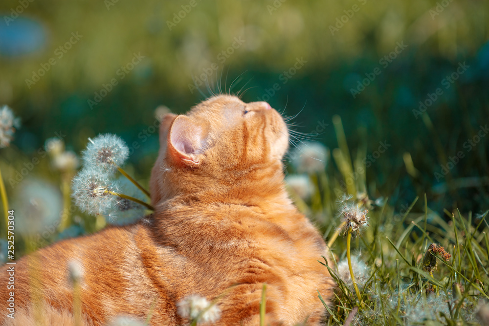 Portrait of a small red kitten lying on a dandelion field. The cat enjoys spring Portrait of a small red kitten lying on a dandelion field. The cat enjoys spring