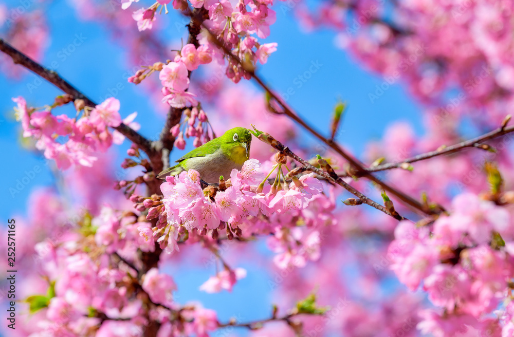 満開の河津桜とメジロ 満開の河津桜とメジロ