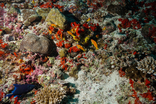 Fototapeta Naklejka Na Ścianę i Meble -  Coral reef at the Maldives