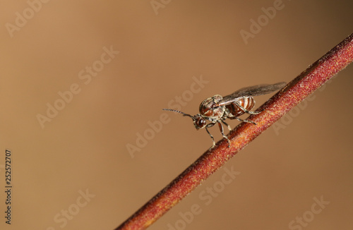 A small Gall Wasp perching on a twig in woodland in the UK. photo