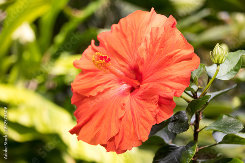 hibiscus