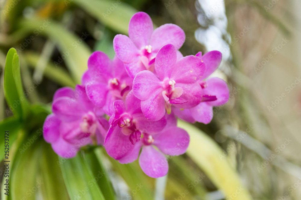 orchidées