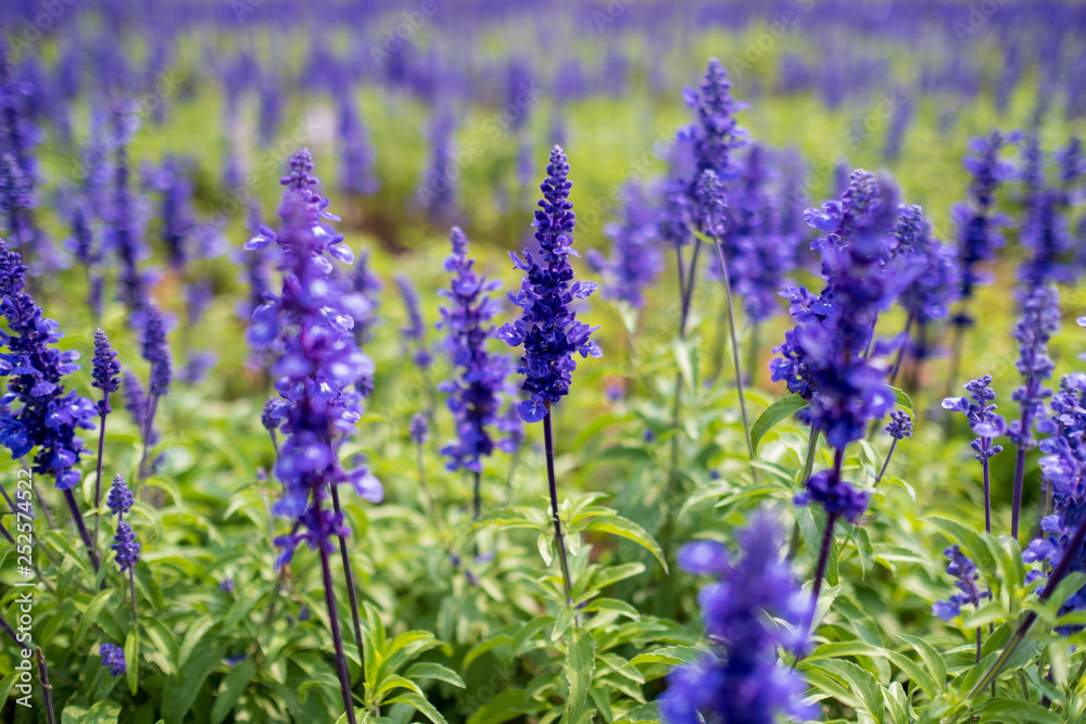The purple lavender The purple lavender