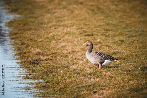 wild gray geese walking on grass near by a little river