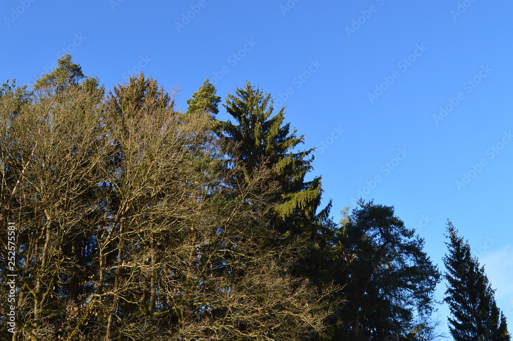 Obraz premium Nadelwald-Baumkronen.