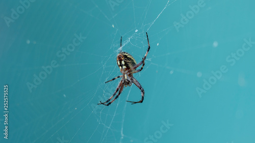 Spider Waiting for Prey on Web