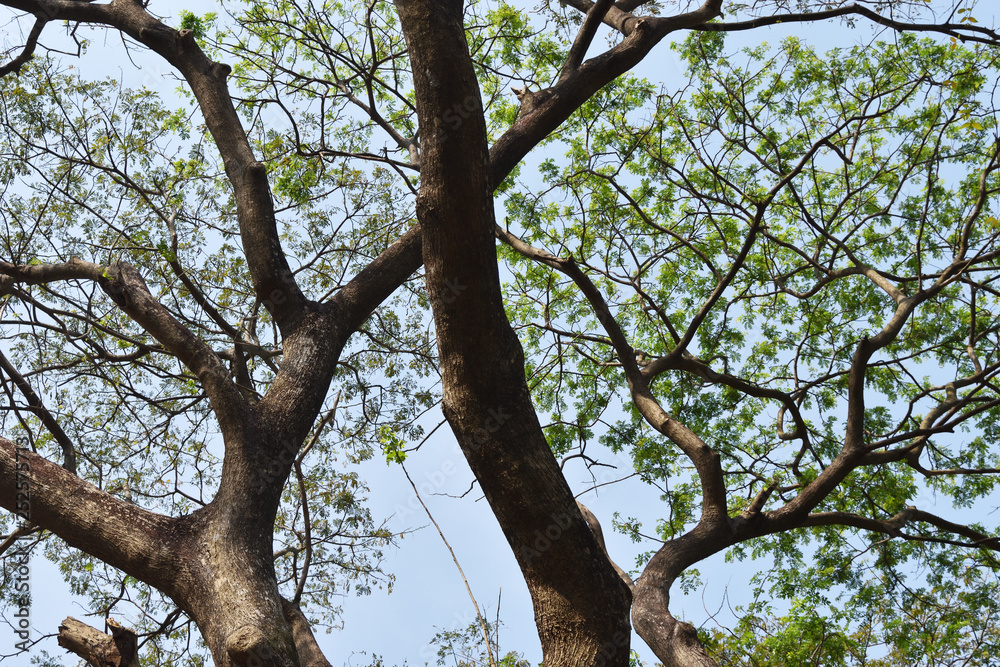 Brown branch and green bush of mimosa tree with blue sky in background Brown branch and green bush of mimosa tree with blue sky in background