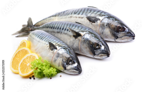 Mackerel fish on white background