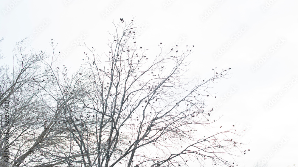 Dried Pecan Tree Branches in an Overcast Sky for Isolation