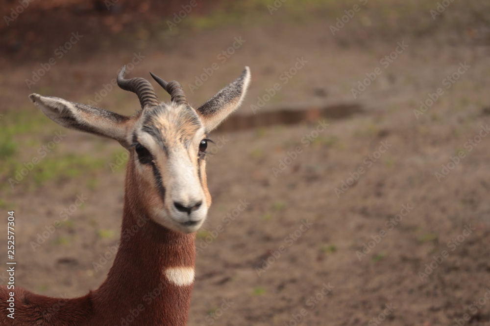 The Nanger dama, african gazelle lives in Africa in the Sahara desert and the Sahel, portrait close up shoot The Nanger dama, african gazelle lives in Africa in the Sahara desert and the Sahel, portrait close up shoot