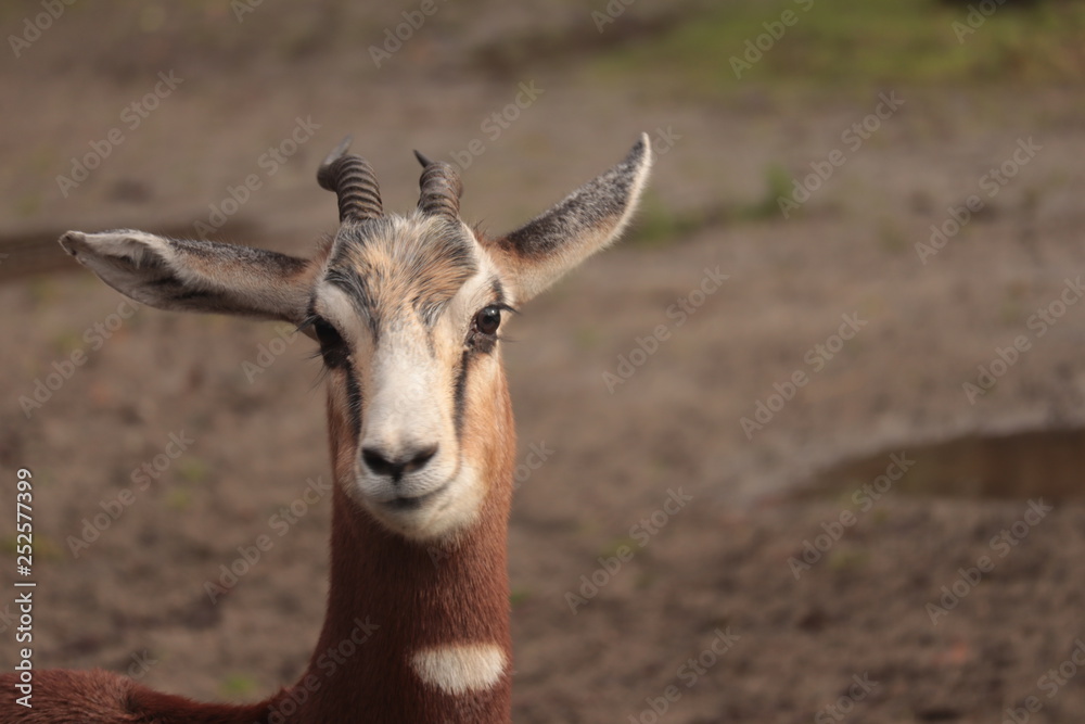 The Nanger dama, african gazelle lives in Africa in the Sahara desert and the Sahel, portrait close up shoot