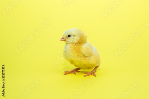 Little yellow chicken on yellow background