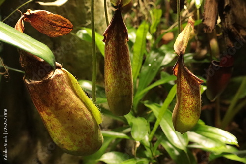 Nepenthes,tropical pitcher plants, is a genus of carnivorous plants in the monotypic family Nepenthaceae
