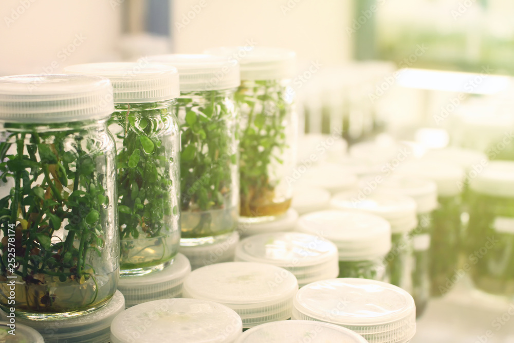 Plant in glass bottles collection on shelve of biotechnology laboratory ...