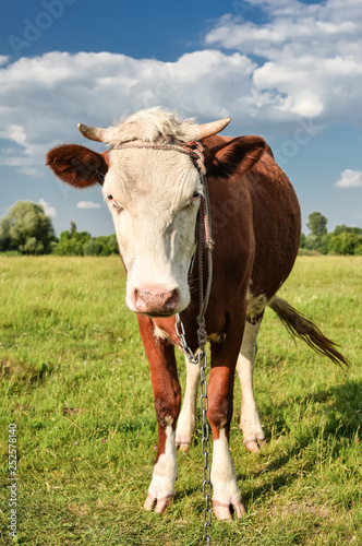 Cow on the background of bright green field. © esvetleishaya