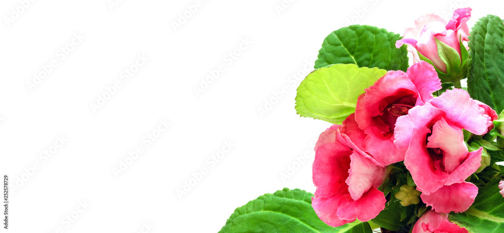 Banner with flower gloxinia pink. Pink Gloxinia isolated on white background. Copy space. Beautiful pink Gloxinia flower in the form of a banner with a place for text. Banner with flower gloxinia pink. Pink Gloxinia isolated on white background. Copy space. Beautiful pink Gloxinia flower in the form of a banner with a place for text.