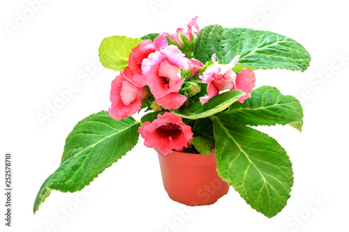 Flower of gloxinia in a pot blossoms in a beautiful pink color. Pink gloxinia in a flower pot isolated on white background. Beautiful flower of pink gloxinia in pot.