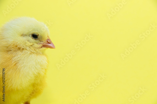 Little yellow chicken on yellow background