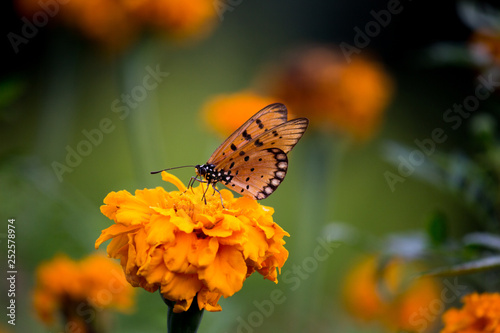 Marigold flowers blooming away in the garden on a beautiful day.