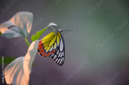 Beautiful Jezebel Butterfly Hanging On the Flower Plants photo