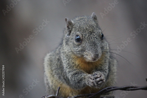 squirrel eating nut © 帅辰 刘