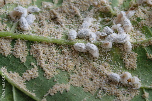 Pseudococcidae and . Aphidoidea on okra leaf photo