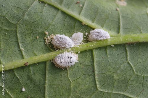 Pseudococcidae and . Aphidoidea on okra leaf photo