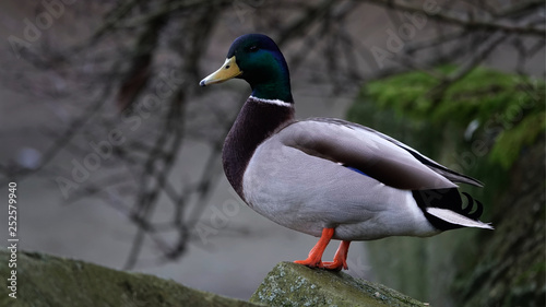 A duck at a park in Antwerp, Belgium.