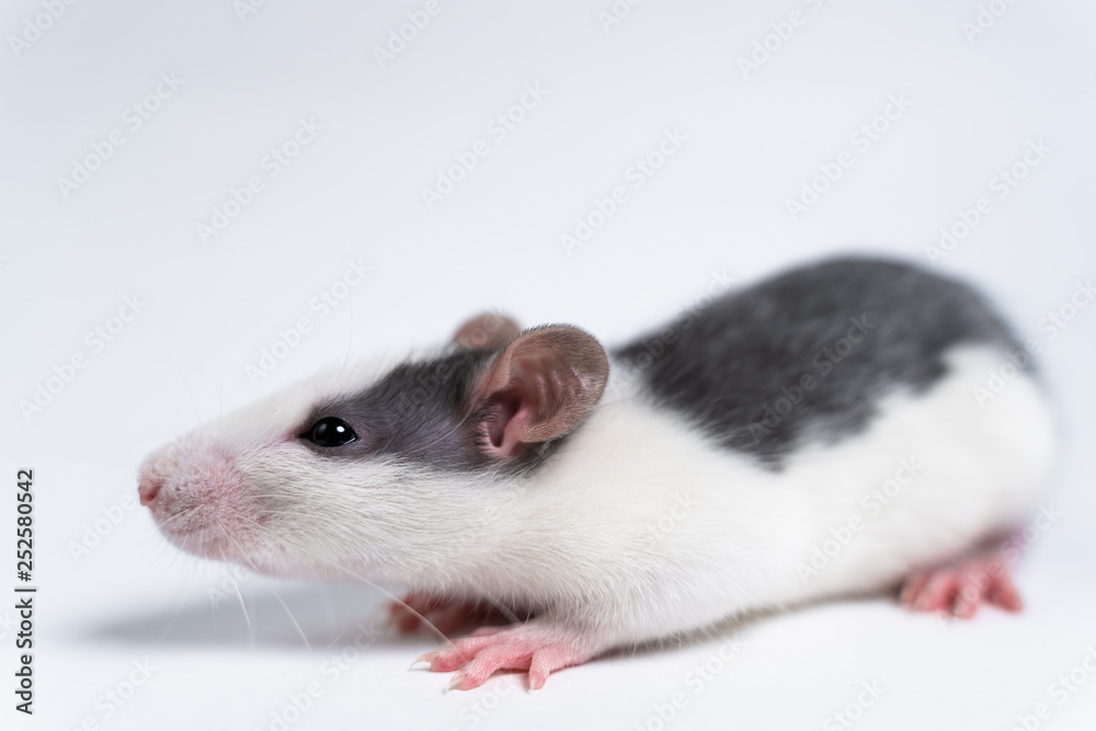 Fancy Rat on white background Fancy Rat on white background