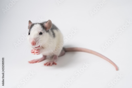 Grey rat sits on a white background