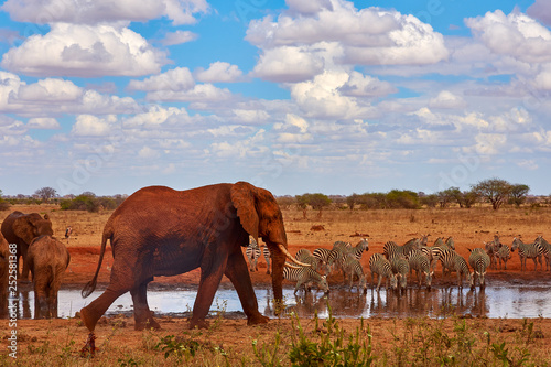 An herd of elephants is savage and pounding in safari in kenya, Africa. Trees and grass.