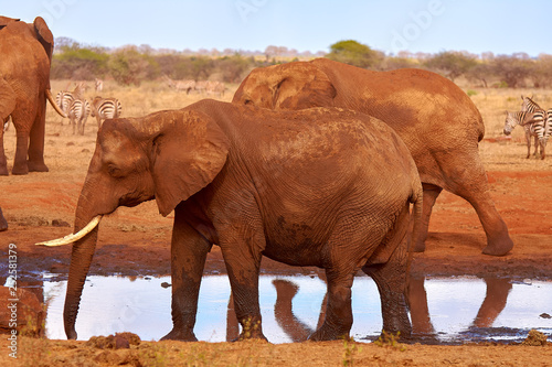 An herd of elephants is savage and pounding in safari in kenya  Africa. Trees and grass.