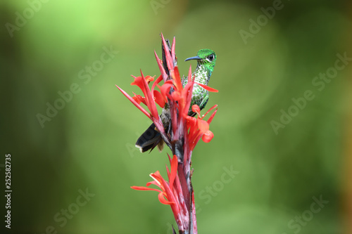 Green-crowned brilliant sitting on flower