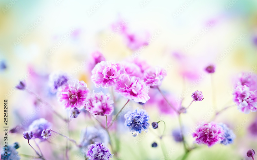 Spring or summer floral background. Blooming colorful small flowers. - obrazy, fototapety, plakaty 