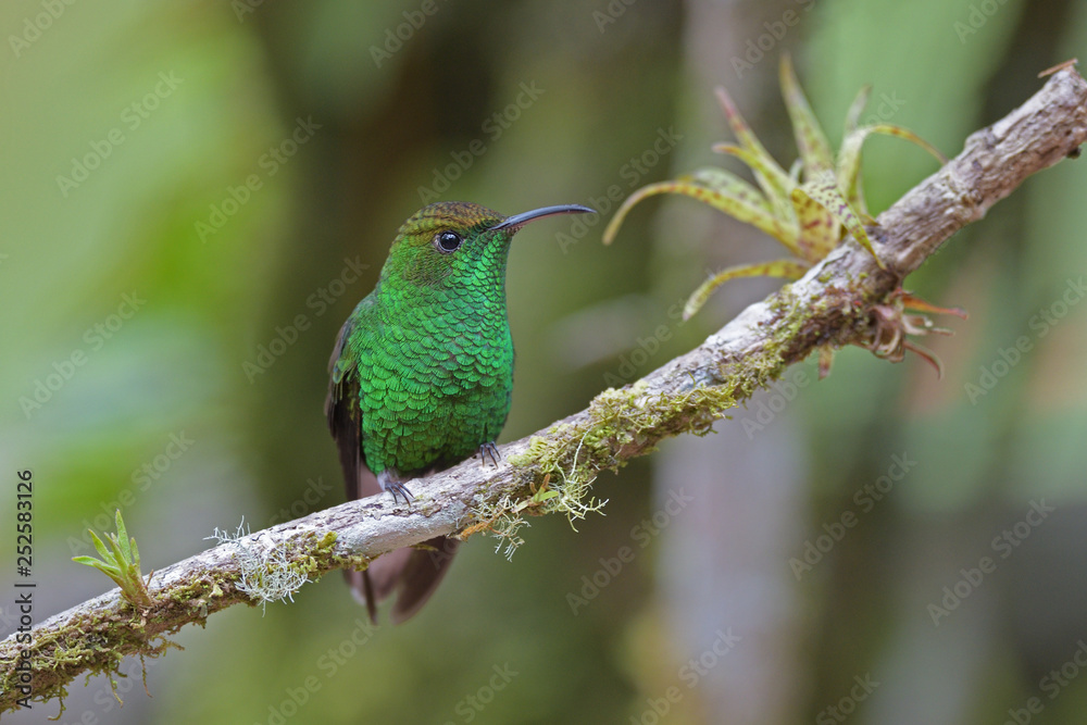 Obraz premium Coppery headed emerald sitting on branch