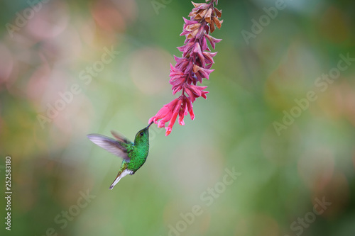 Coppery headed emerald drinking nectar from flower