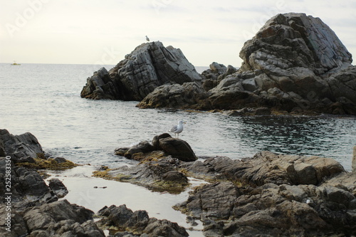 Möwen auf den Felsen im Meer