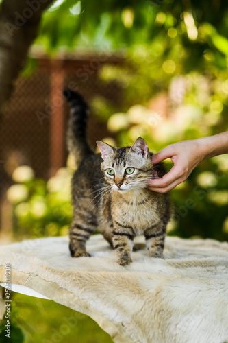 Owner cuddling cat in summer nature background