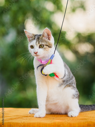 cat holding feather toy by paws, claws released photo