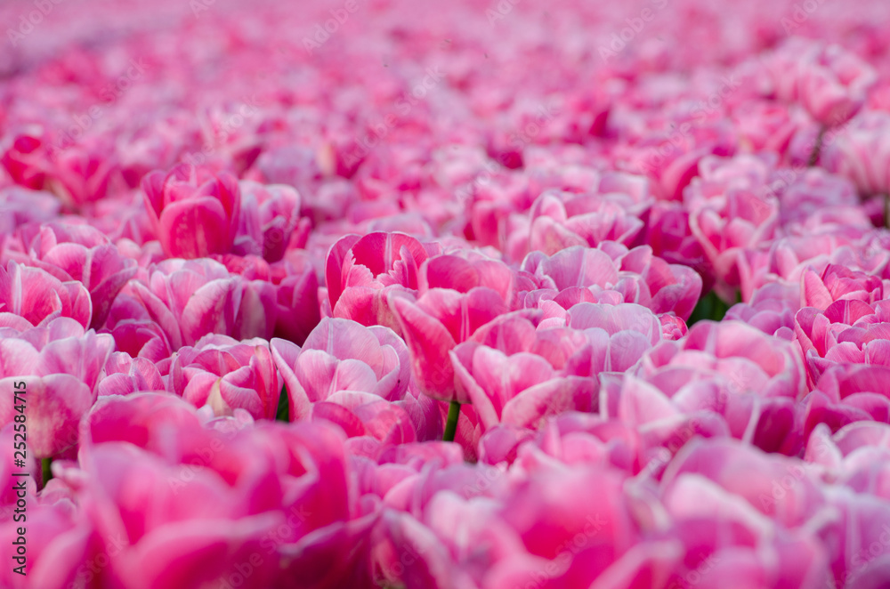 pink tulips background pink tulips background