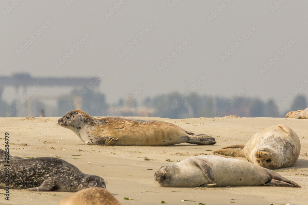 Fototapeta premium Group of seals enjoying the sun on a sandbank in nature reserve the Oosterschelde in the Netherlands