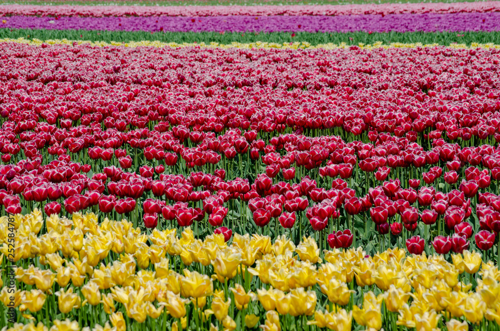 field of colorful tulips