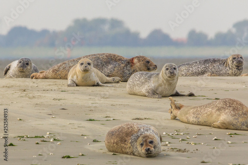 Group of seals enjoying the sun on a sandbank in nature reserve the Oosterschelde in the Netherlands