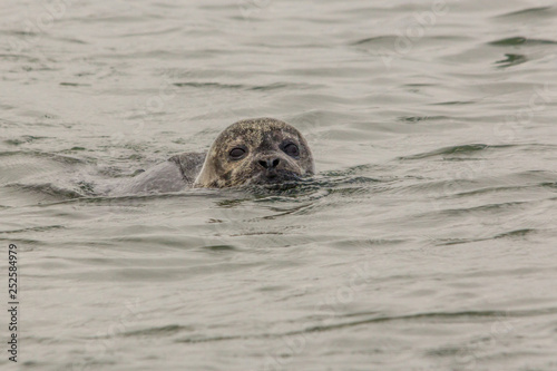 A seal swimming with head above the water and looking into the camera in the  Oosterschelde in the Netherlands. The seal has sand in its fur © Ramon