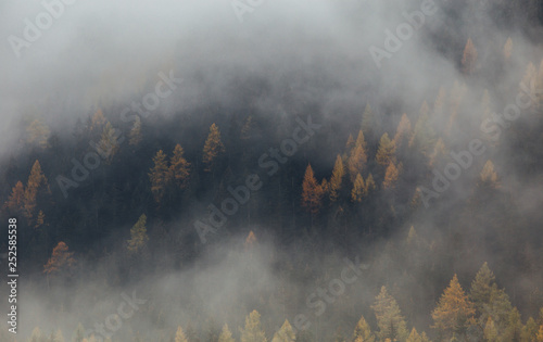 Foggy Forest