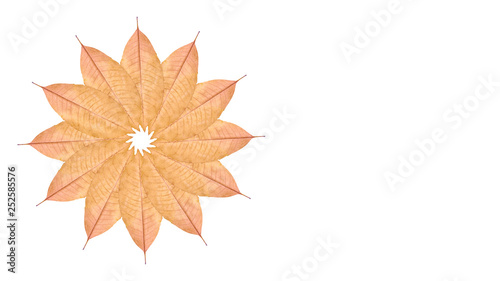 Close up of yellow autumn leaf background, flower composition