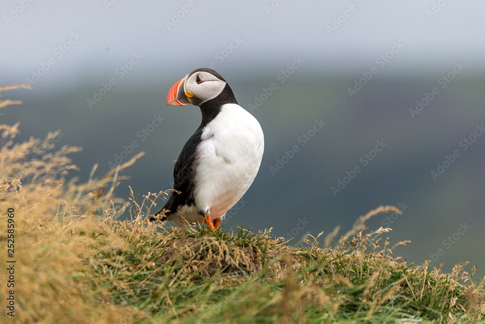 The Atlantic puffin, also known as the common puffin The Atlantic puffin, also known as the common puffin
